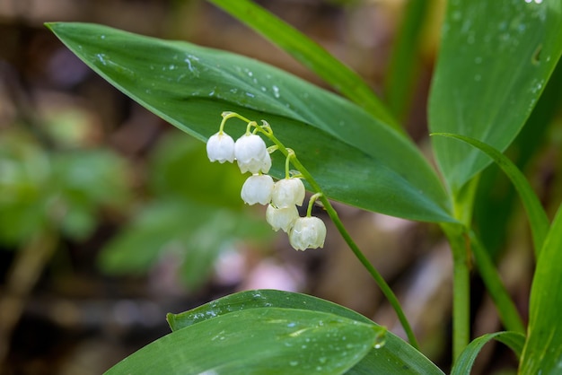 白い花の植物のクローズアップ