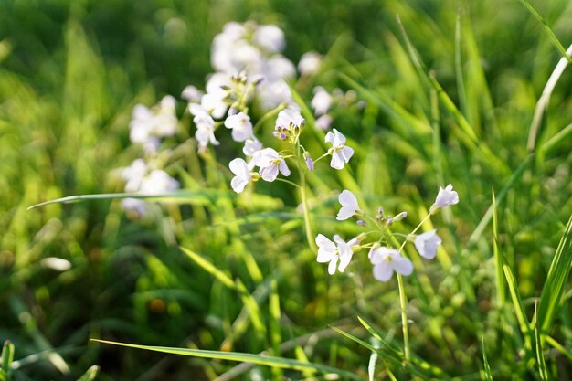 Foto prossimo piano di una pianta a fiori bianchi