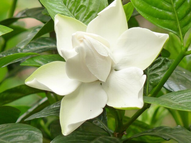 Photo close-up of white flowering plant