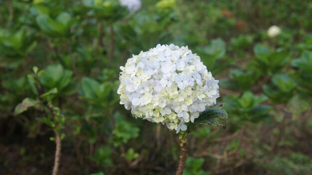 白い花の植物のクローズアップ