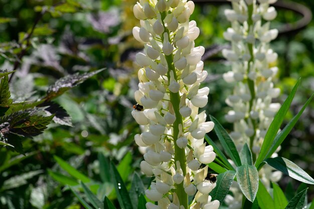 白い花の植物のクローズアップ