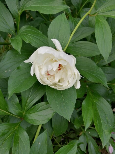 Photo close-up of white flowering plant