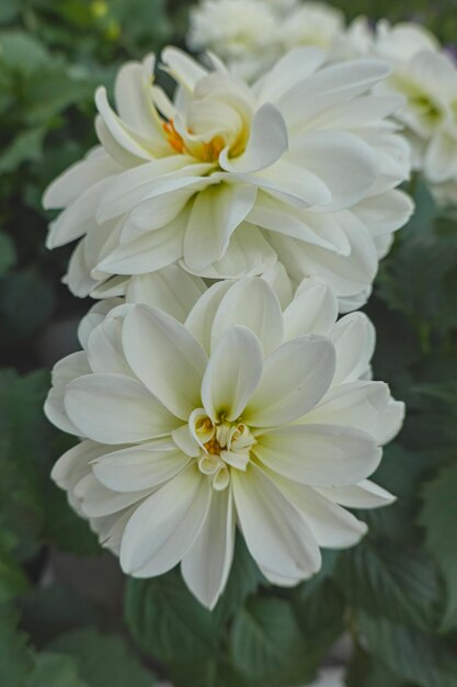 Foto prossimo piano di una pianta a fiori bianchi