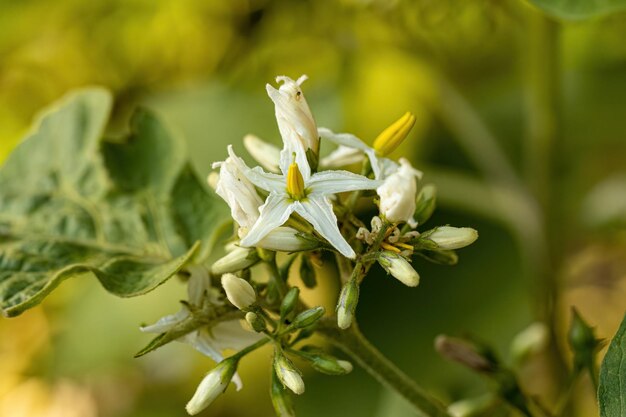 Foto prossimo piano di una pianta a fiori bianchi