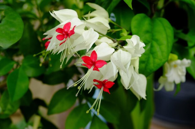 Foto prossimo piano di una pianta a fiori bianchi