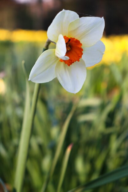 Foto prossimo piano di una pianta a fiori bianchi