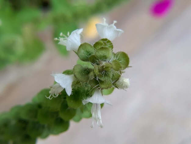 白い花の植物のクローズアップ