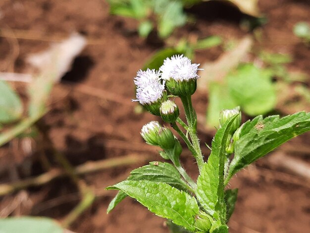 Photo close-up of white flowering plant