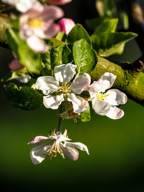 Foto prossimo piano di una pianta a fiori bianchi