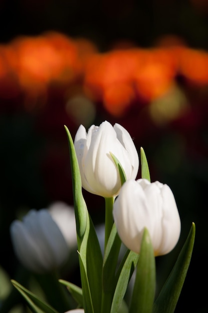 Foto prossimo piano di una pianta a fiori bianchi