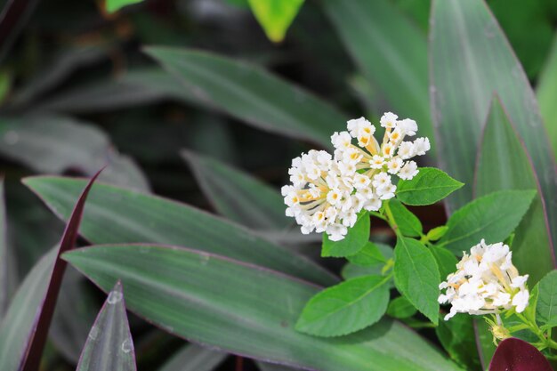 Photo close-up of white flowering plant