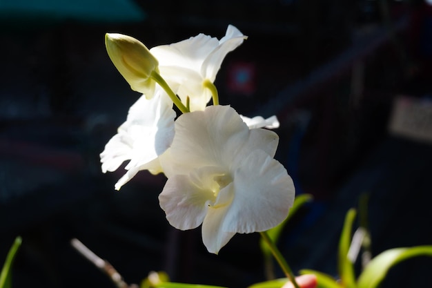 Photo close-up of white flowering plant