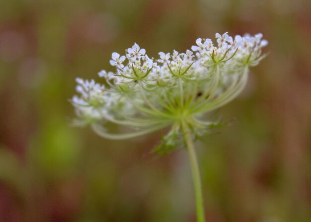 Foto prossimo piano di una pianta a fiore bianca