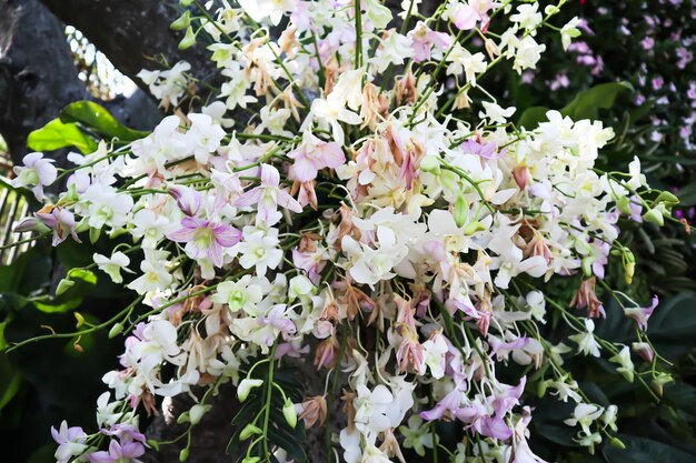 Foto prossimo piano di una pianta a fiore bianca