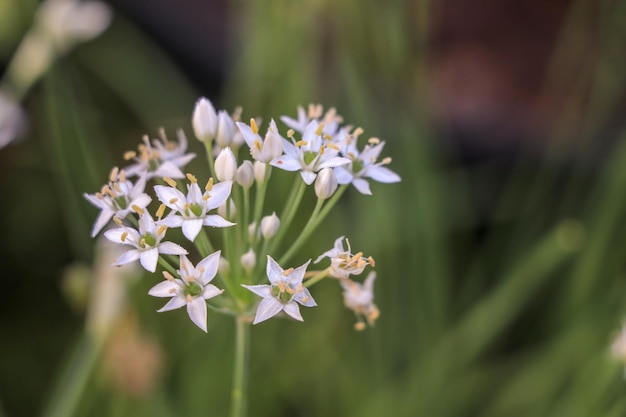 Photo close-up of white flowering plant