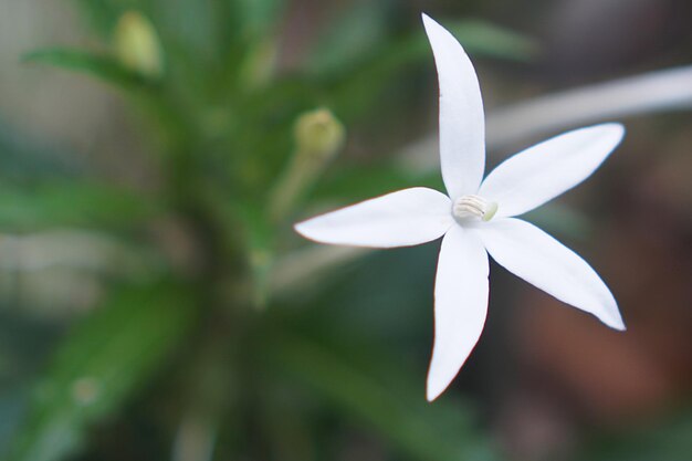 Close-up of white flowering plant