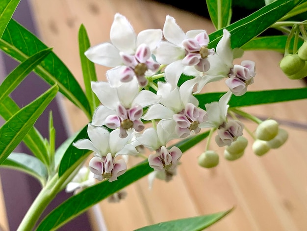 Foto prossimo piano di una pianta a fiori bianchi