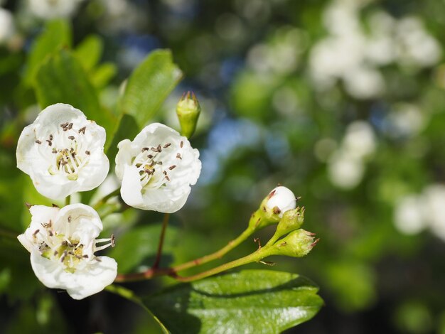 Close-up of white flowering plant