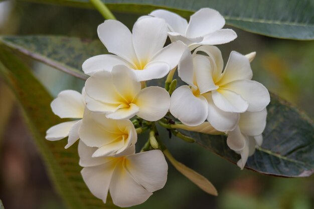 Photo close-up of white flowering plant