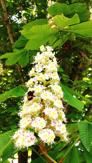 Close-up of white flowering plant