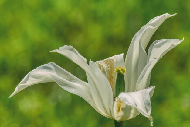 Photo close-up of white flowering plant