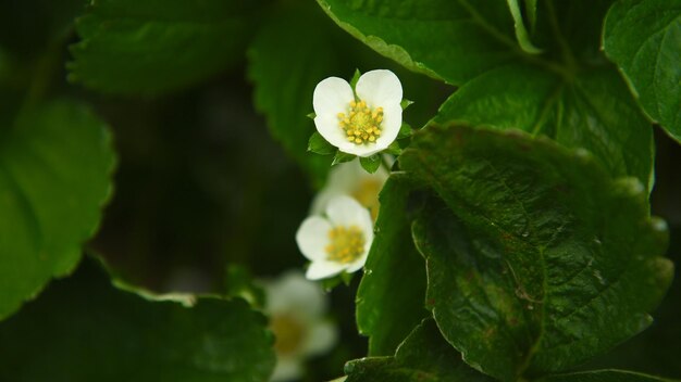 白い花の植物のクローズアップ