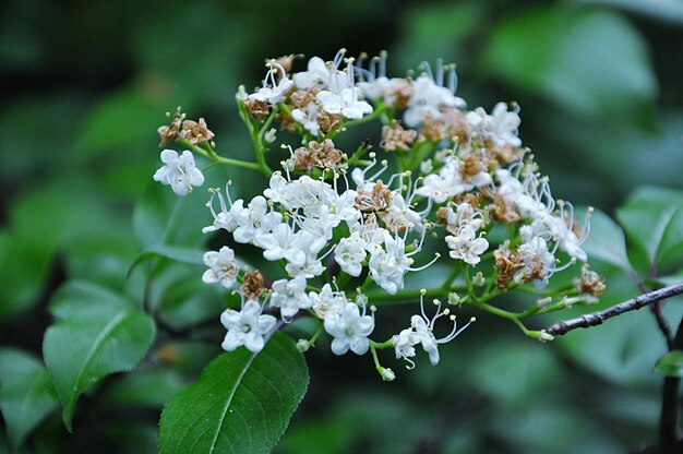 白い花の植物のクローズアップ