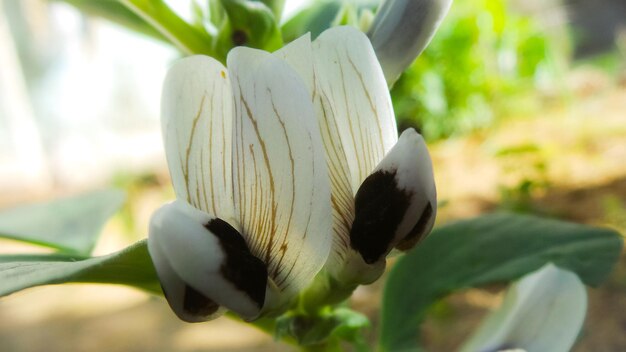 Photo close-up of white flowering plant