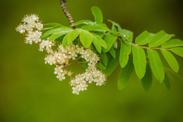 Foto prossimo piano di una pianta a fiori bianchi