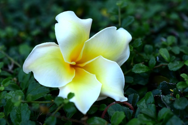 Photo close-up of white flowering plant