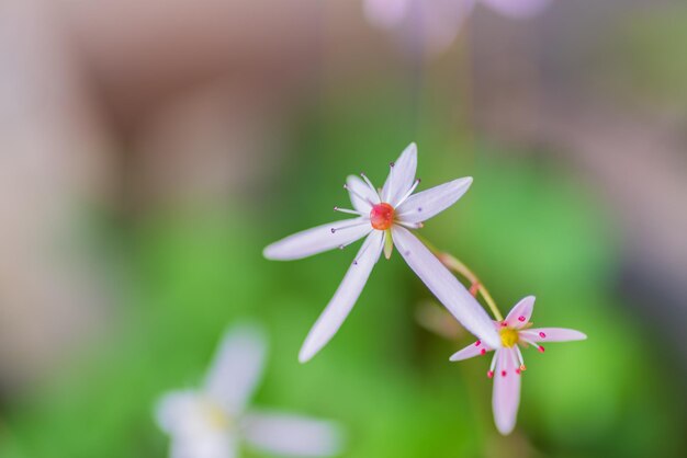 Foto prossimo piano di una pianta a fiori bianchi