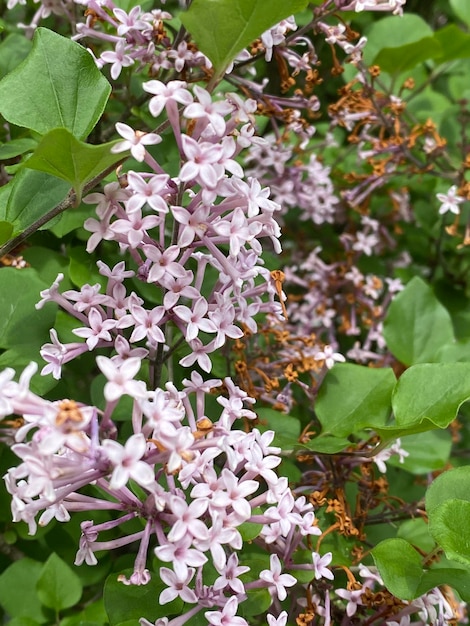 Foto prossimo piano di una pianta a fiori bianchi