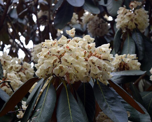 白い花を ⁇ かせる植物のクローズアップ