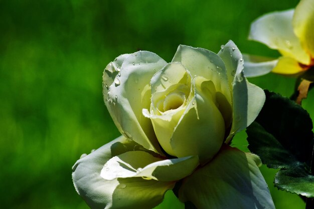 Close-up of white flowering plant