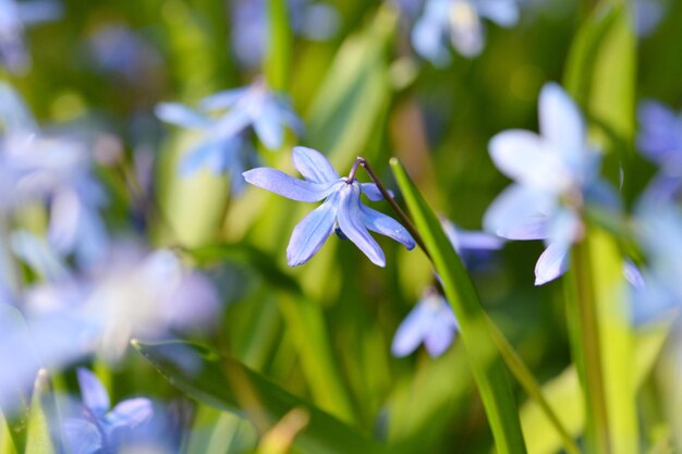 Foto prossimo piano di una pianta a fiori bianchi