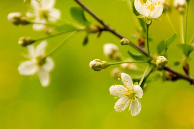 Close-up of white flowering plant