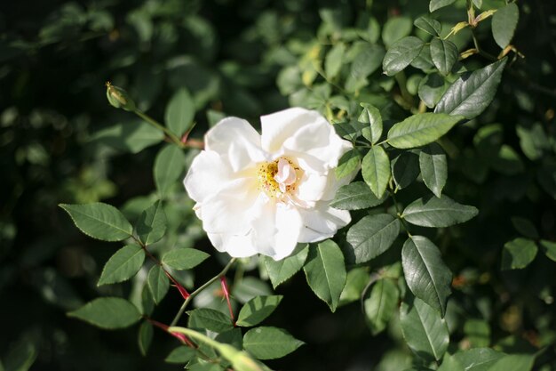 Close-up of white flowering plant