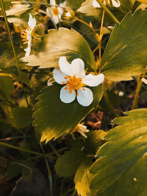 Close-up of white flowering plant