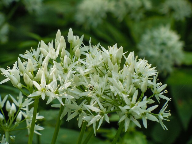 Photo close-up of white flowering plant