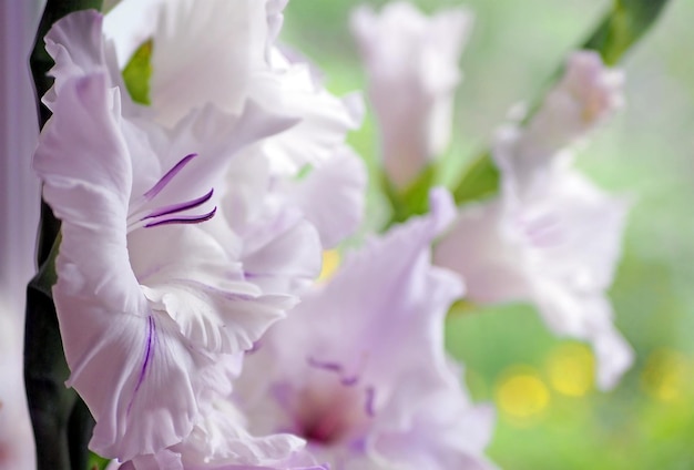 Foto prossimo piano di una pianta a fiori bianchi