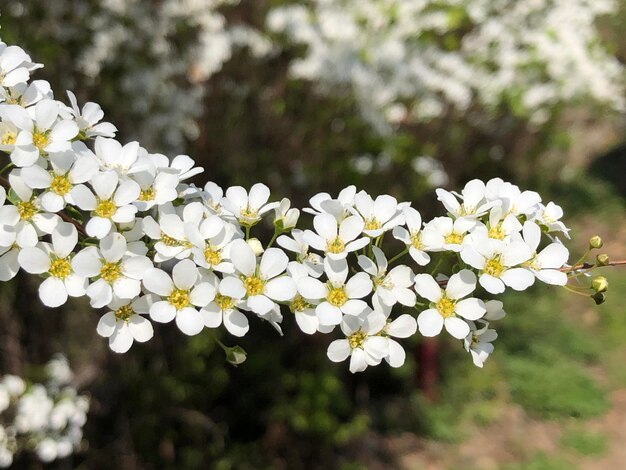 Close-up of white flowering plant