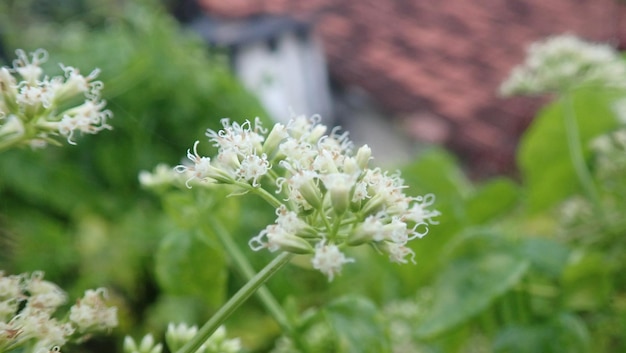 Close-up of white flowering plant