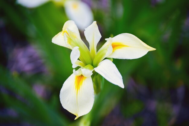 Close-up of white flowering plant