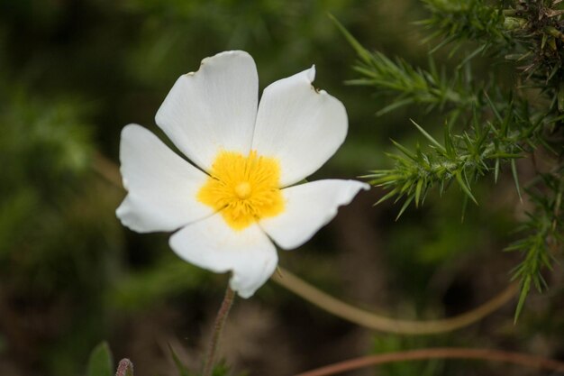 Close-up of white flowering plant