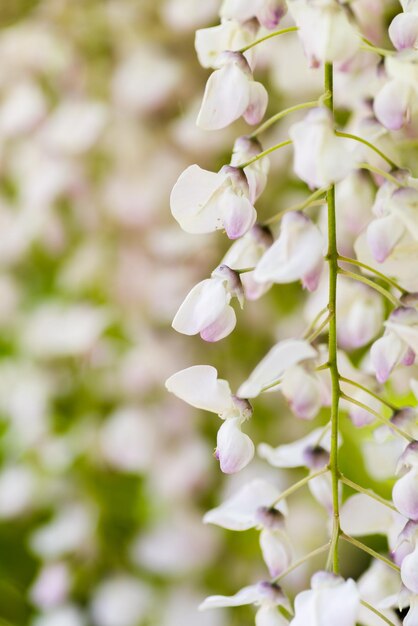 Foto prossimo piano di una pianta a fiori bianchi