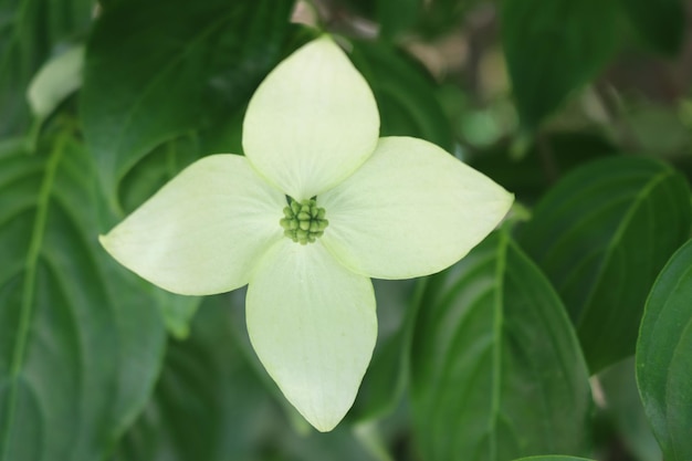 白い花の植物のクローズアップ