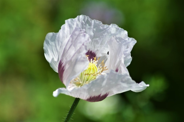 Photo close-up of white flowering plant