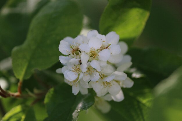 Close-up of white flowering plant