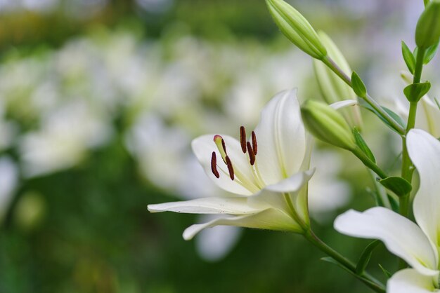 Close-up of white flowering plant