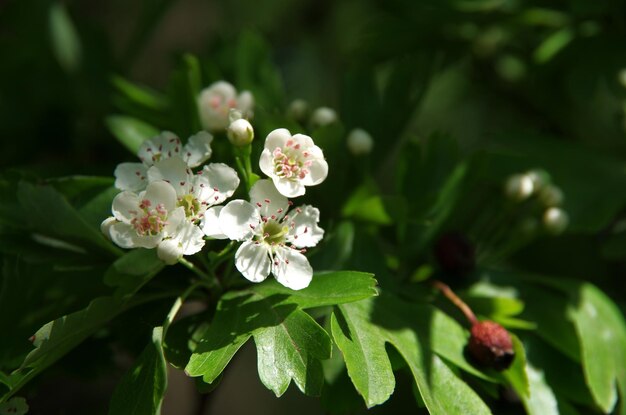 Foto prossimo piano di una pianta a fiori bianchi